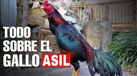 gallo asil|razas gallos pelea.